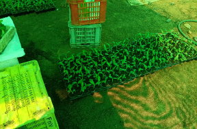 Marketing of Nursery