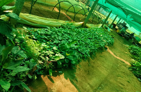 Plant Tissue Culture